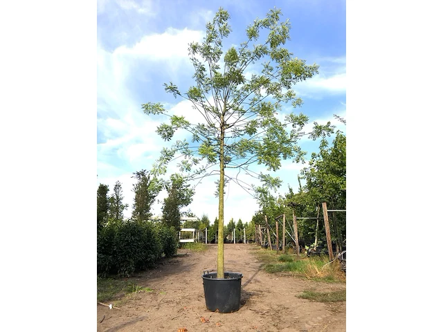 Honingboom sophora japonica, witte bloei, ca. 6 m hoog - afbeelding 1 van  1