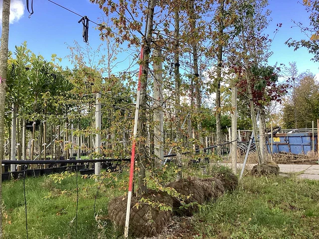 Hop beuk - laanbomen - afbeelding 1 van  4
