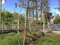 Hop beuk - laanbomen - afbeelding 1 van  4