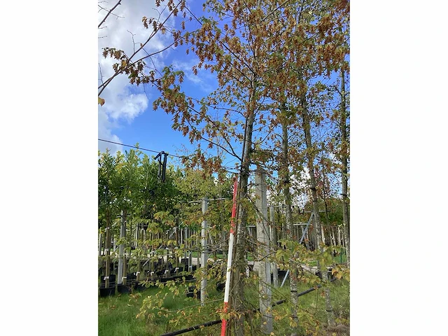 Hop beuk - laanbomen - afbeelding 2 van  4