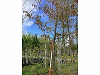 Hop beuk - laanbomen - afbeelding 2 van  4
