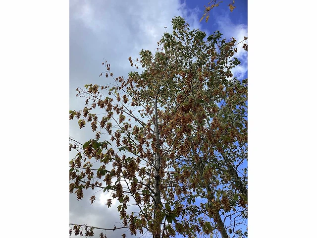 Hop beuk - laanbomen - afbeelding 3 van  4
