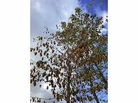 Hop beuk - laanbomen - afbeelding 3 van  4