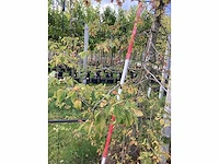 Hop beuk - laanbomen - afbeelding 4 van  4