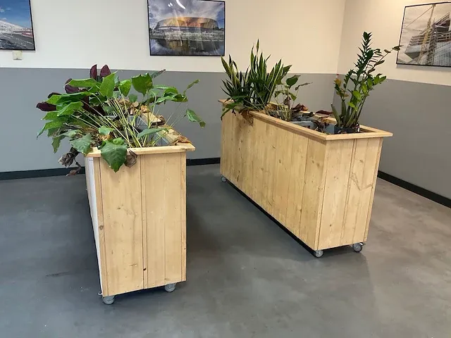 House plant - afbeelding 1 van  2