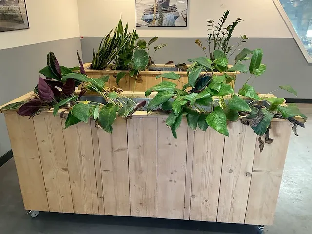 House plant - afbeelding 2 van  2