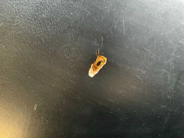 Houten eetkamertafel - afbeelding 2 van  11