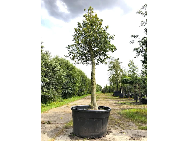 Hulst ilex aquifolium, solitair, wintergroen, ca. 4 m hoog - afbeelding 1 van  1