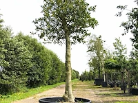 Hulst ilex aquifolium, solitair, wintergroen, ca. 4 m hoog - afbeelding 1 van  1