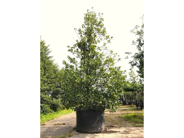 Hulst ilex aquifolium, solitair, wintergroen, ca. 400 cm hoog - afbeelding 1 van  1