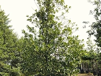 Hulst ilex aquifolium, solitair, wintergroen, ca. 400 cm hoog - afbeelding 1 van  1