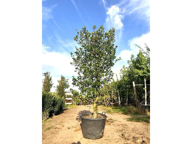 Hulst ilex 'limsi', solitair, wintergroen, ca. 250 cm hoog - afbeelding 1 van  2