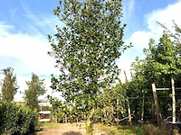 Hulst ilex 'limsi', solitair, wintergroen, ca. 250 cm hoog - afbeelding 1 van  2