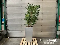 Hydrocultuur plant in pot