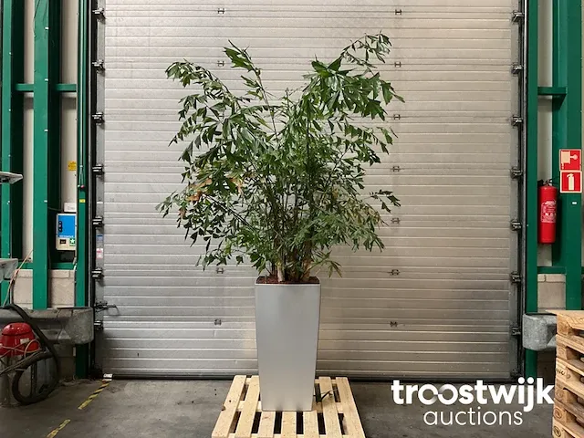 Hydrocultuur plant in pot - afbeelding 1 van  1