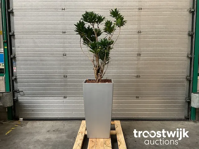 Hydrocultuur plant in pot - afbeelding 1 van  1