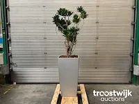 Hydrocultuur plant in pot - afbeelding 1 van  1