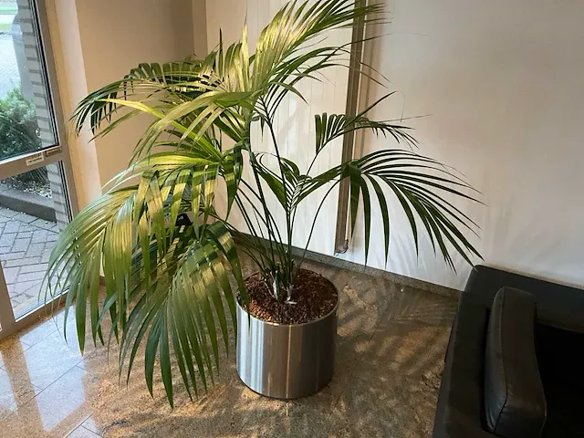 Hydrocultuurplant in pot - afbeelding 1 van  1