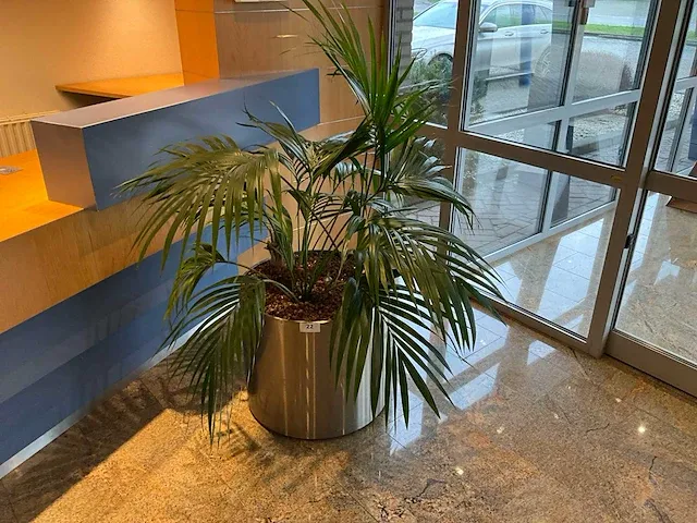 Hydrocultuurplant in pot - afbeelding 1 van  1