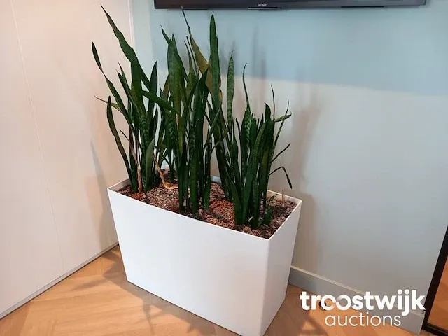 Hydrocultuurplant in pot - afbeelding 1 van  1