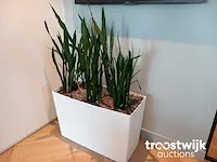 Hydrocultuurplant in pot - afbeelding 1 van  1