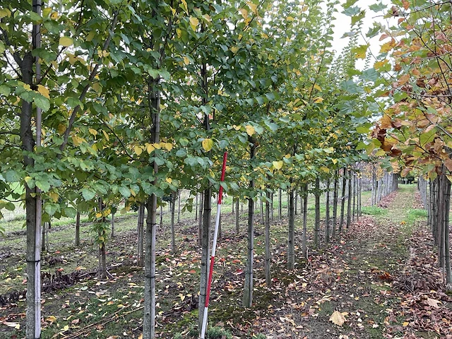Iep - ulmus 'nanguen' (4x) - afbeelding 1 van  5
