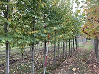 Iep - ulmus 'nanguen' (4x) - afbeelding 1 van  5