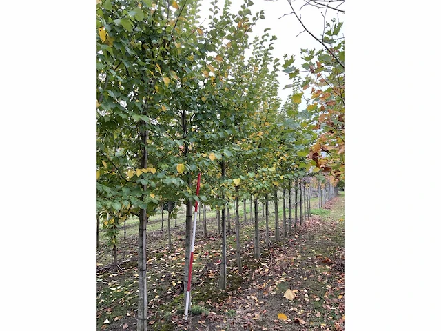 Iep - ulmus 'nanguen' (4x) - afbeelding 2 van  5