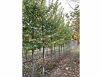Iep - ulmus 'nanguen' (4x) - afbeelding 2 van  5