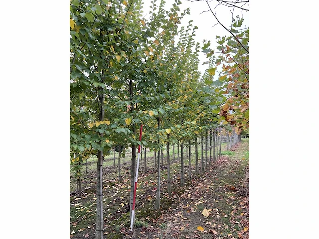 Iep - ulmus 'nanguen' (4x) - afbeelding 3 van  5