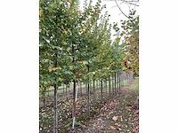 Iep - ulmus 'nanguen' (4x) - afbeelding 3 van  5