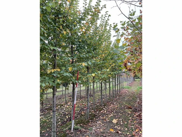 Iep - ulmus 'nanguen' (4x) - afbeelding 4 van  5