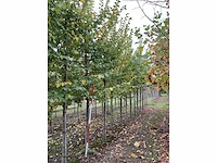 Iep - ulmus 'nanguen' (4x) - afbeelding 4 van  5