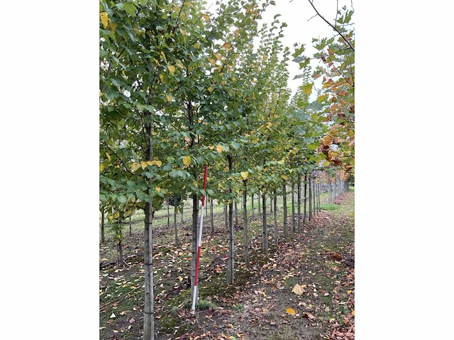 Iep - ulmus 'nanguen' (4x) - afbeelding 5 van  5