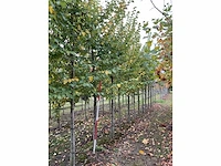 Iep - ulmus 'nanguen' (4x) - afbeelding 5 van  5