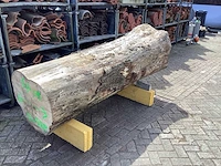 Iepen stam - afbeelding 3 van  5
