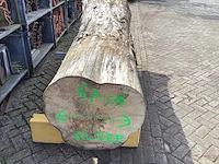 Iepen stam - afbeelding 4 van  5