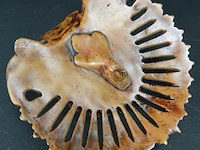 Indische goddelijk hoofd - afbeelding 5 van  5