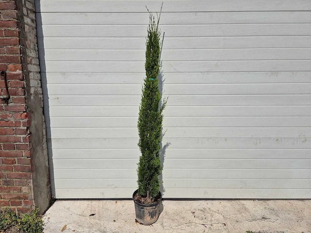 Italiaanse cipres - cupressus sempervierens totem - hoogte ca. 160cm - afbeelding 1 van  3