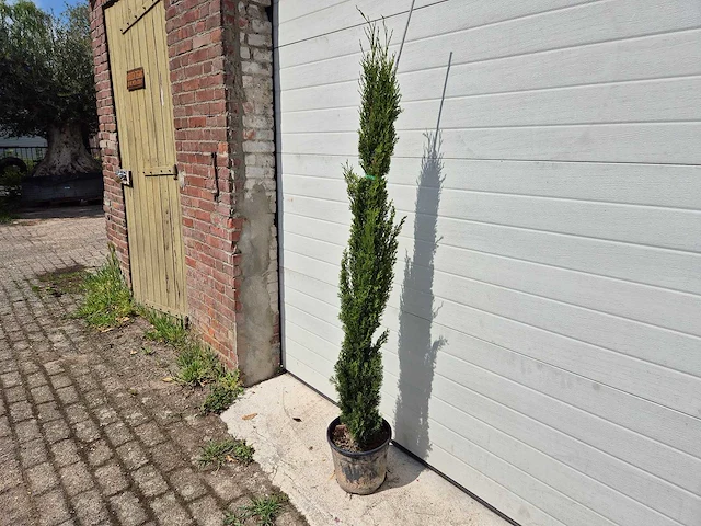 Italiaanse cipres - cupressus sempervierens totem - hoogte ca. 160cm - afbeelding 2 van  3