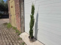 Italiaanse cipres - cupressus sempervierens totem - hoogte ca. 160cm - afbeelding 2 van  3
