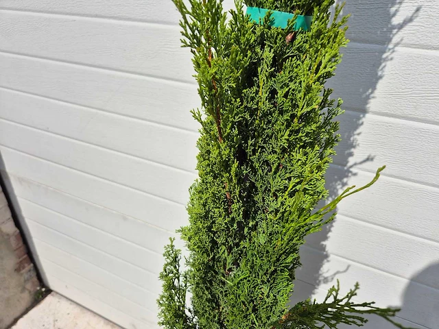 Italiaanse cipres - cupressus sempervierens totem - hoogte ca. 160cm - afbeelding 3 van  3
