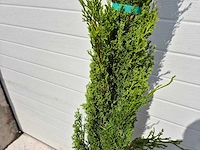 Italiaanse cipres - cupressus sempervierens totem - hoogte ca. 160cm - afbeelding 3 van  3