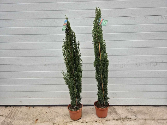 Italiaanse cipres - mediterrane boom - cupressus simpervirens - hoogte ca. 120 cm (2x) - afbeelding 1 van  3