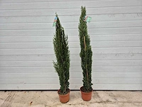 Italiaanse cipres - mediterrane boom - cupressus simpervirens - hoogte ca. 120 cm (2x) - afbeelding 1 van  3