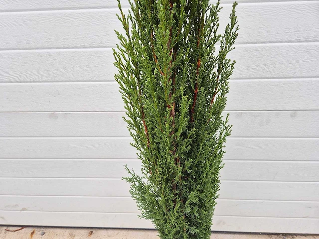 Italiaanse cipres - mediterrane boom - cupressus simpervirens - hoogte ca. 120 cm (2x) - afbeelding 2 van  3