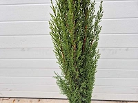 Italiaanse cipres - mediterrane boom - cupressus simpervirens - hoogte ca. 120 cm (2x) - afbeelding 2 van  3
