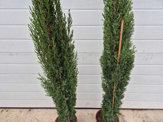 Italiaanse cipres - mediterrane boom - cupressus simpervirens - hoogte ca. 120 cm (2x) - afbeelding 3 van  3