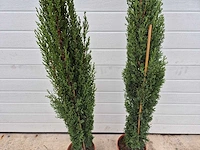 Italiaanse cipres - mediterrane boom - cupressus simpervirens - hoogte ca. 120 cm (2x) - afbeelding 3 van  3