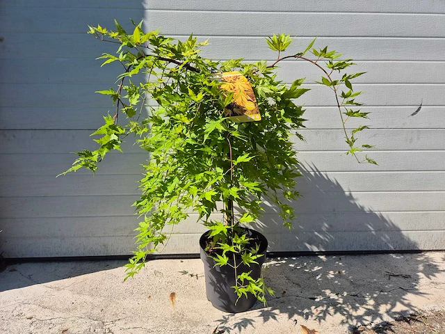 Japanse esdoorn - acer cascade gold - hoogte ca. 60cm - afbeelding 1 van  3
